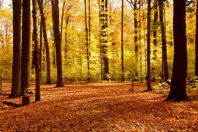 Produktbild von Papermoon VLIES Fototapete, Digitaldruck,  Herbstwald (427)