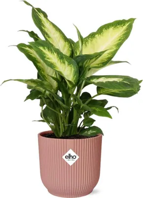 Produktbild von Dieffenbachia Camilla Ø14cm Zimmerpflanze luftreinigend für Halbschatten