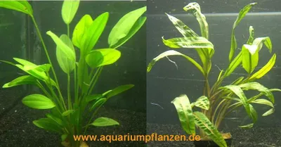 Produktbild von 1 Topf Echinodorus + Topf Cryptocoryne, Aquarium