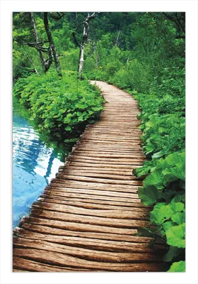 Produktbild von Wallario Wandbild Holzweg im Wald, Größe: 61 x 91,5 cm, Poster mit rahmenlosen Bildhalter