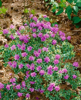 Produktbild von Rhododendron prostratum, kriechend, 25–30 cm