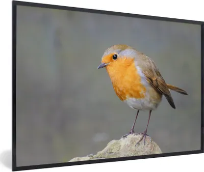 Produktbild von MuchoWow® Gerahmtes Poster Vogel - Rotkehlchen - Felsen 90x60 cm - Poster mit Schwarzem Bilderrahmen Wandposter Rahmen Foto Bilder - Fotorahmen - Foto-Plakat