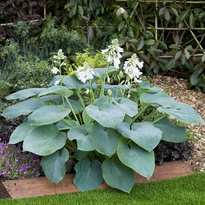 Produktbild von Funkie Hosta Knolle Zierblätter Staude Funkie Bressingham Blue 1 St.