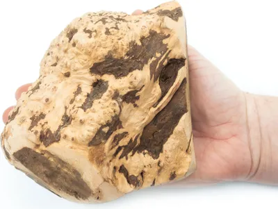 Obrázek produktu pro Žvýkací kost Briar Root pro psy, velikost XL