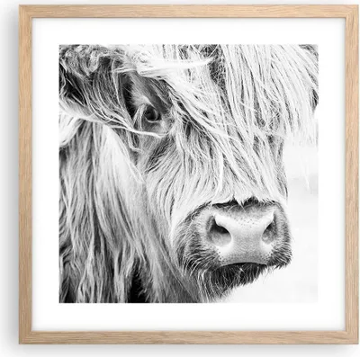 Produktbild von Gerahmtes Poster - Rahmen in heller Eiche - Kuh Scotch Tier - 40x40 cm - Wand Bild - Wanddeko - Wandbilder - Kunstposter - Wandposter - Bilderrahmen - Bilder - Kunstdruck - P2NAC40x40-5129