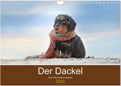 Produktbild von Der Dackel (Wandkalender 2026 DIN A4 quer), CALVENDO Monatskalender