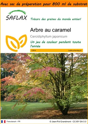Image de SAFLAX Garden in the bag - Arbre au caramel - 200 graines - Cercidiphyllum
