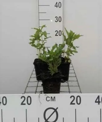 Produktbild von 6 x  Monarda hybr. 'Schneewittchen' - Indianernessel - Topf 9 x 9 cm