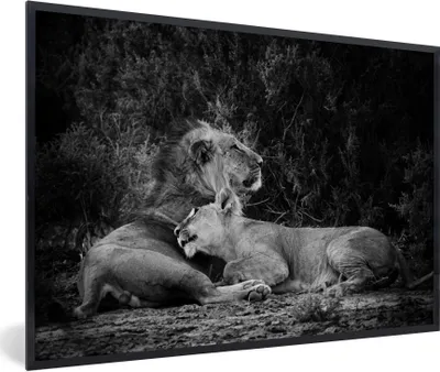 Produktbild von MuchoWow® Gerahmtes Poster Löwen - Schwarz - Wilde Tiere 30x20 cm - Poster mit Schwarzem Bilderrahmen Wandposter Rahmen Foto Bilder - Kunstdruck - Bild-Poster