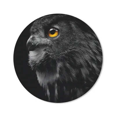 Produktbild von MuchoWow® Mauspad Mousepad Eule - Vogel - Schwarz - Porträt 40x40 cm - Mousepads - Maus Mat - Pad - Mausunterlage - Schreibtisch Accessoires
