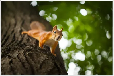Produktbild von Wallario Wandbild Süßes neugieries Eichhörnchen an einem Baum, Größe: 61 x 91,50 cm, Poster mit weißem Aluminiumrahmen