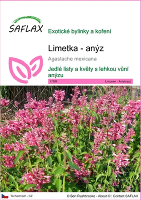 Obrázek produktu pro SAFLAX - Limetka - anýz - Agastache mexicana - 50 Semena