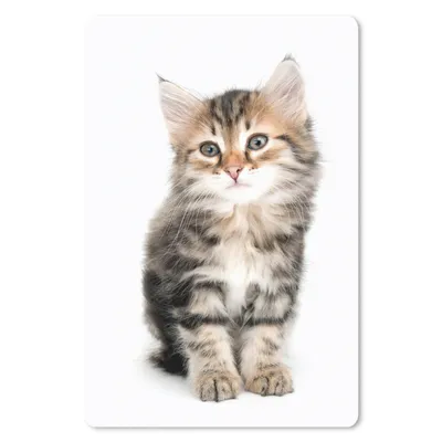 Produktbild von MuchoWow® Mauspad Mousepad Kätzchen - Weiß - Nase - Mädchen - Kinder - Jungen - Kinder 40x60 cm - Mousepads - Maus Mat - Pad - Mausunterlage - Schreibtisch Accesoire