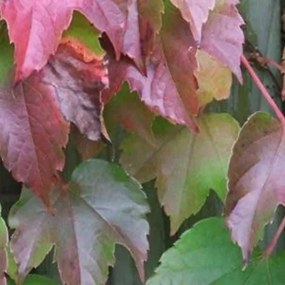 Immagine prodotto di 2 x Vite rampicante 'Veitchii' - Parthenocissus tricuspidata 'Veitchii' | 60-80 cm in contenitore