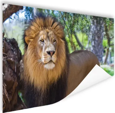 Produktbild von MuchoWow® Poster Löwe - Natur - Tier 120x80 cm - Bilder