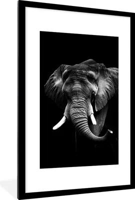 Produktbild von MuchoWow® Gerahmtes Poster Elefant vor schwarzem Hintergrund - schwarz und weiß 60x90 cm - Poster mit Schwarzem Bilderrahmen Wandposter Rahmen Foto Bilder - Dekoration - Wandposter Wohnzimmer - Hochwertig