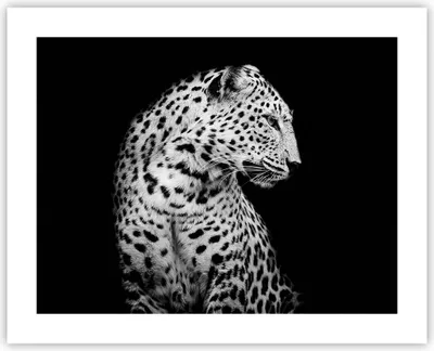 Produktbild von Poster - Poster ohne Rahmen - Leopard Panther Katze - 50x40 cm - Wand Bild - Wanddeko - Wandbilder - Kunstposter - Wandposter - Bilder - Kunstdruck - Wanddekoration - Wandbild - P2XAA50x40-4919