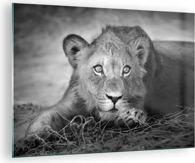 Produktbild von Bilder auf glas - Einteilig - Löwe asiatisch Porträt - 70x50cm - Glasbilder - Wandbilder - Bilder - zum Aufhängen bereit - Wanddekoration aus Glas - Glas Bilder - Wandbild auf Glas - GAA70x50-4840