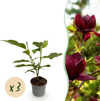 Productafbeelding van Magnolia Genie - Bloem Paars - 3 Planten - Bladverliezend - Weinig Onderhoud - 30cm - Ø12cm - Tuinplant