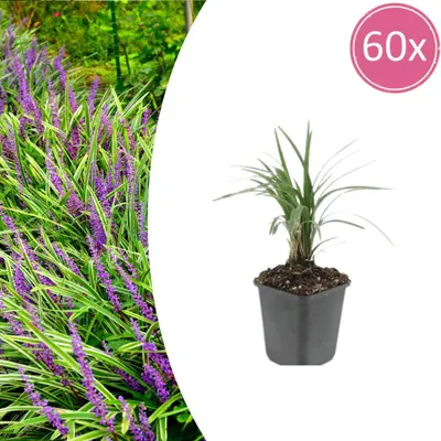 Zdjęcie produktu dla Liriope muscari 'Moneymaker' | 60 sztuk - 10-25cm - Ø9cm - Roślina ogrodowa