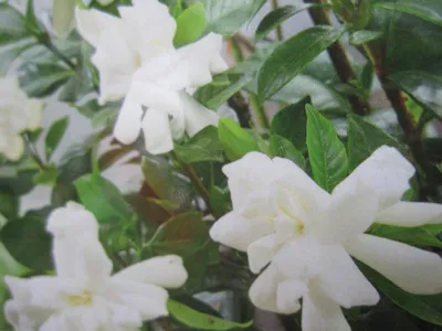 Produktbild von Gardenia jasminoides Double Diamonts - Gardenie - 25-30cm