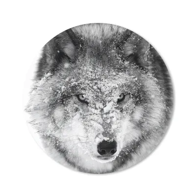 Produktbild von MuchoWow® Mauspad Mousepad Wolf mit verschneitem Kopf in schwarz-weiß 30x30 cm - Mousepads - Maus Mat - Pad - Mausunterlage - Tischunterlage - Schreibtischmatten
