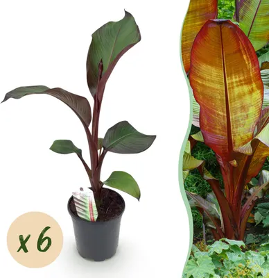 Produktbild von Obstpflanze - Bananenpflanze - Ensete ventricosum Maurelli - Winterhart | 6 Stück - 30-40cm - Ø17cm - Gartenpflanze