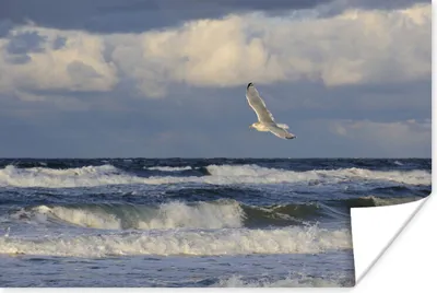 Produktbild von MuchoWow® Poster Ostsee - Möwe - Wasser 120x80 cm - Bilder