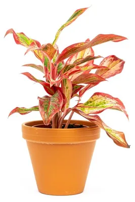 Obrázek produktu pro Gardners Aglaonema Crete Flame, průměr 12 cm