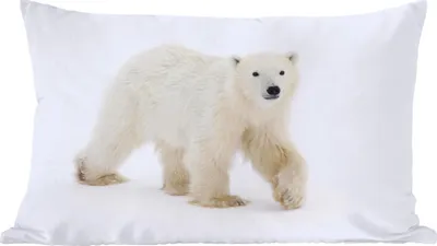 Produktbild von MuchoWow® Zierkissen Sofakissen Wohnzimmer Dekokissen 50x30 cm Eisbär - Schnee - Weiß - Wohnzimmerdekoration - Polster mit Photo
