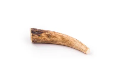 Image de 4DOGS Bois de cerf naturel à mâcher pour chiens HARD taille S hard