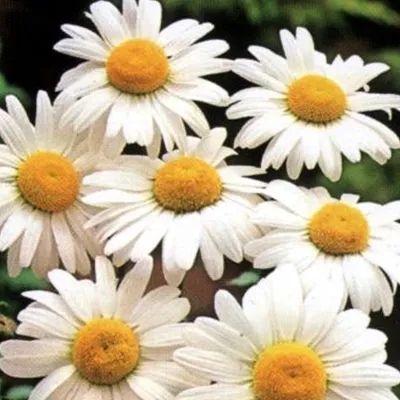 Produktbild von 6 x Margerite  - Leucanthemum vulgare 'Maikonigin'  | Topf 9cm x 9cm
