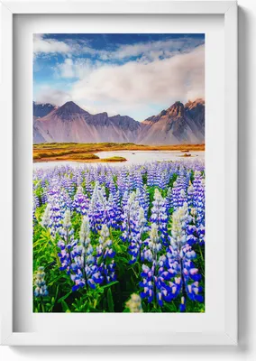 Produktbild von Magische Lupinenblüten– Wandbild mit Rahmen – Gerahmtes Bild  – Wanddekoration – 40x60 cm – Weiß