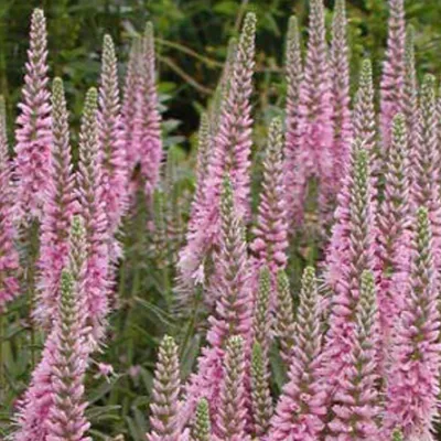 Produktbild von 6 x Scheinähriger Ehrenpreis - Veronica spicata 'Heidekind'  | Topf 9cm x 9cm