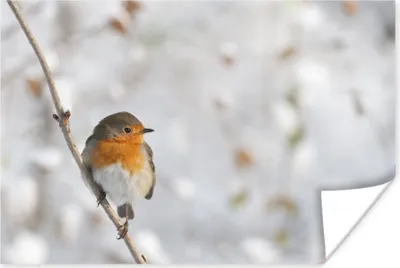 Produktbild von MuchoWow® Poster Vogel - Rotkehlchen - Winter 60x40 cm - Schlafzimmerdekoration