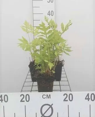 Imagen del producto de 6 plantas de *Onoclea sensibilis* (sensible), maceta de 9 x 9 cm