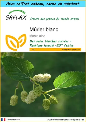 Image de SAFLAX Ensemble-cadeau - Mûrier blanc - 200 graines - Morus