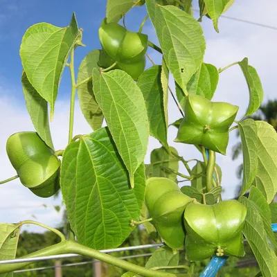 Immagine prodotto di Sacha Inchi (Plukenetia volubilis) - 5 semi