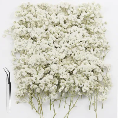 120 getrocknete Schleierkraut-Blumen, weiß, für DIY-Deko