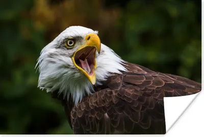 Produktbild von MuchoWow® Poster Ein krächzender Weißkopfseeadler 60x40 cm - Schlafzimmerdekoration