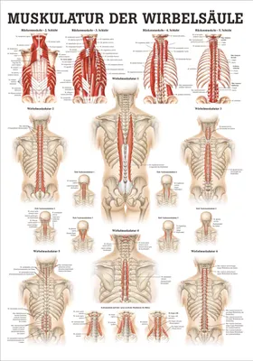 Produktbild von Muskulatur der Wirbelsäule Mini-Poster Anatomie 34x24 cm medizinische Lehrmittel