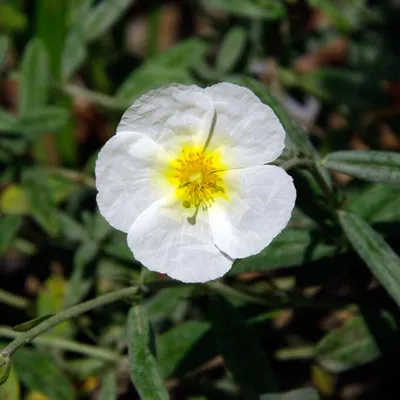 Produktbild von 6 x Sonnenröschen  - Helianthemum 'The Bride'  | Topf 9cm x 9cm