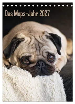 Produktbild von Das Mops-Jahr 2027 (Tischkalender 2027 DIN A5 hoch), CALVENDO Monatskalender