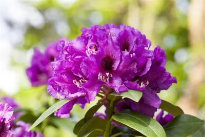 Produktbild von Rhododendron Hybr. 'Rasputin', Rhododendron, violett, 40–50 cm