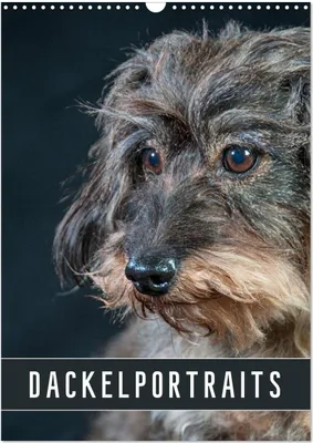 Produktbild von Dackelportraits (Wandkalender 2026 DIN A3 hoch), CALVENDO Monatskalender