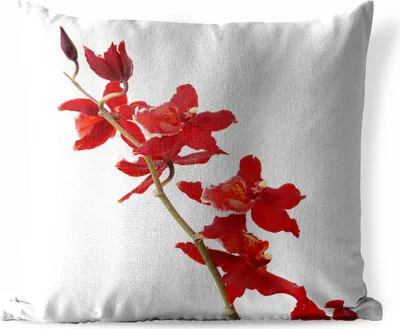 Produktbild von MuchoWow® Outdoor Kissen - Rote Orchideen vor einem weißen Hintergrund - 60x60 cm - Wetterfest - Lounge Kissen - Dekoration - Schlaf Kissen