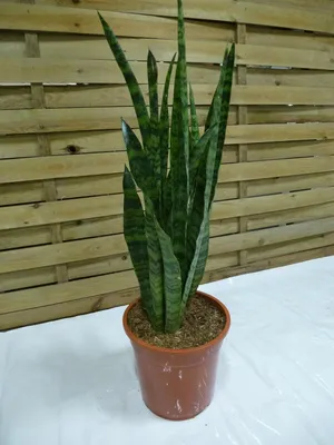 Produktbild von [Palmenlager] Sansevieria "zeylanica" 70/80 cm - Pot 21 cm Ø/ Bogenhanf - Schwiegermutterzunge / Zimmerpflanze