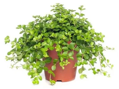 Productafbeelding van JUNAVERA Peperomia rotundifolia terrariumplant | 12 cm hoog | in 8 cm pot
