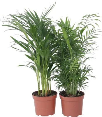 Zdjęcie produktu dla Mieszanka do palm wewnątrz - 2 szt - Wysokość 50-70cm - ⌀17cm