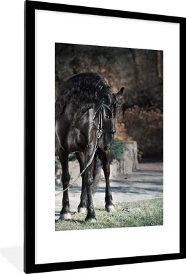 Produktbild von MuchoWow® MuchoWow® Gerahmtes Poster Pferde - Friese - Halter 60x90 cm - Poster mit zchwarzem Bilderrahmen - Dekoration - Wandposter Wohnzimmer - Hochwertig